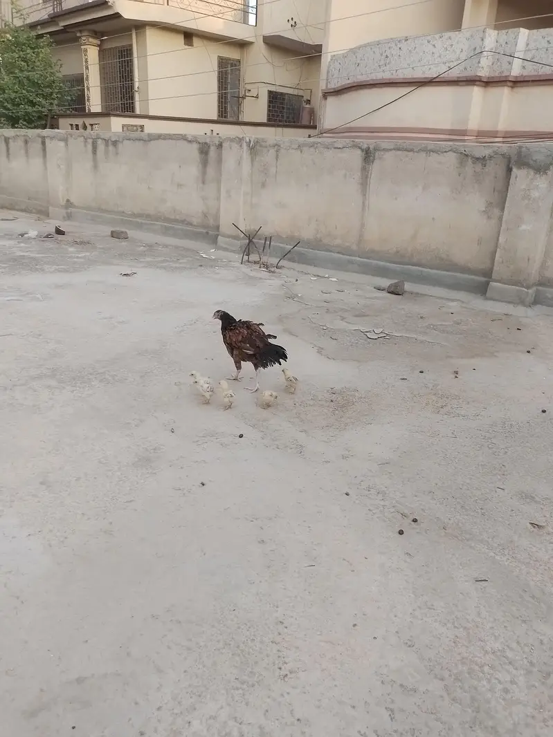 Adeel chicks and hen — photo 2