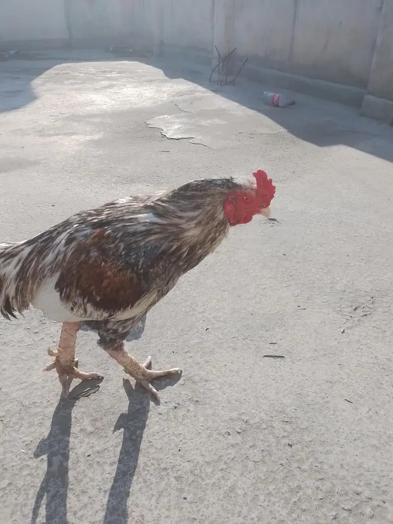 Adeel chicks and hen — photo 3