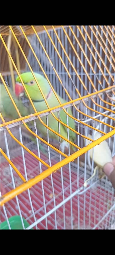 Ringneck male for sell healthy and active