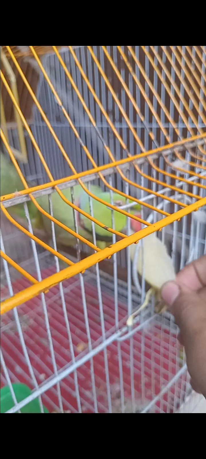 Ringneck male for sell healthy and active — photo 2