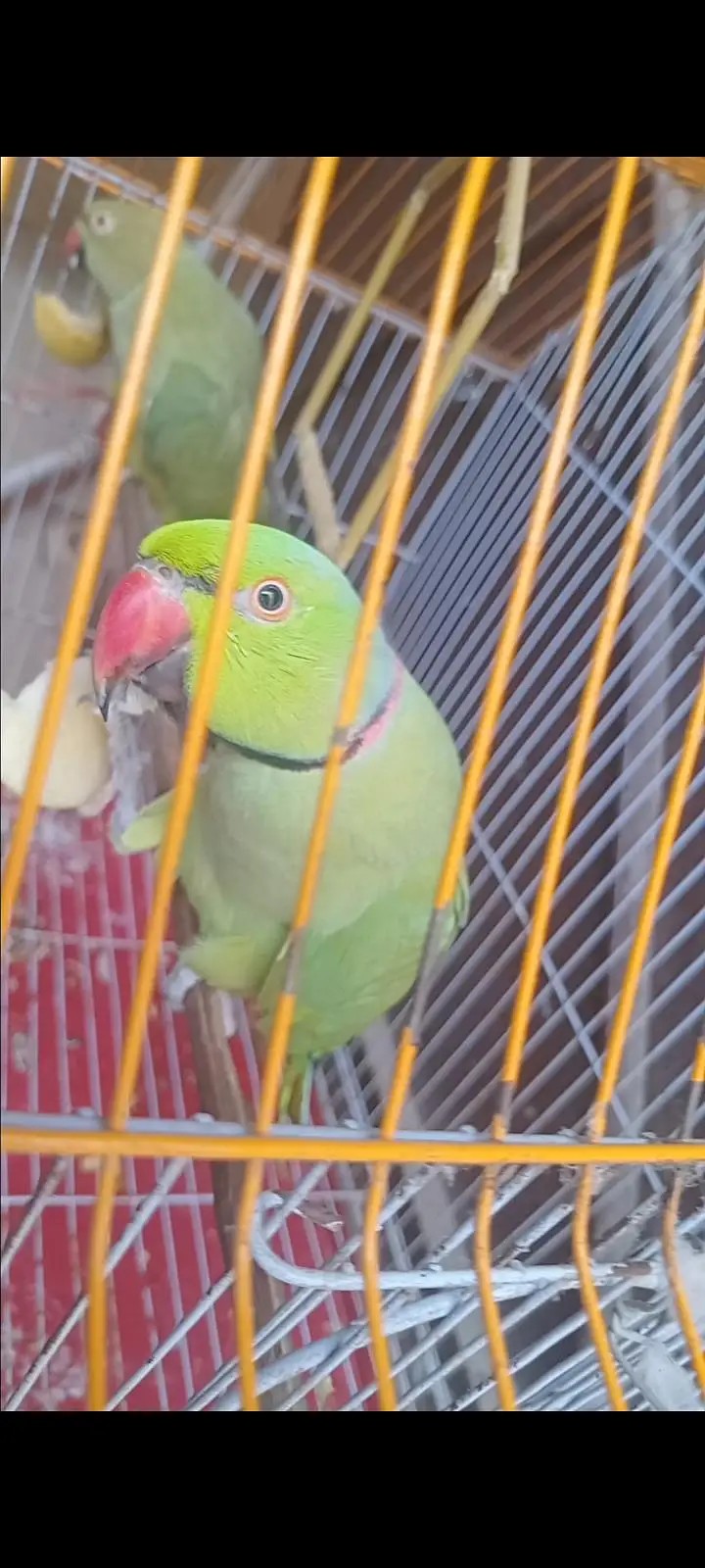 Ringneck male for sell healthy and active — photo 3