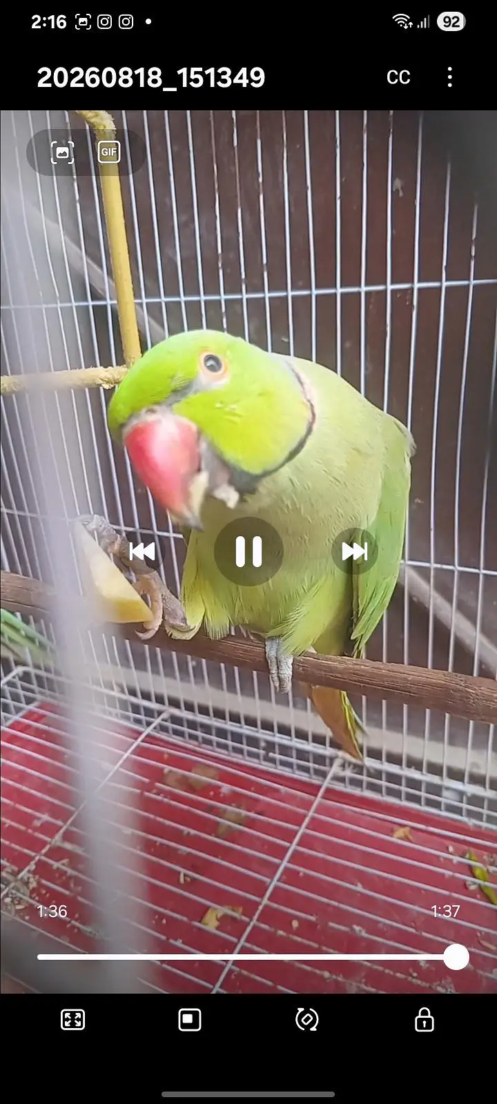 Ringneck male for sell healthy and active — photo 4