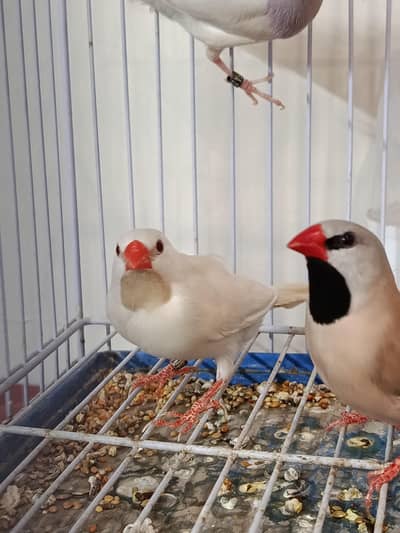 Birds and Cage