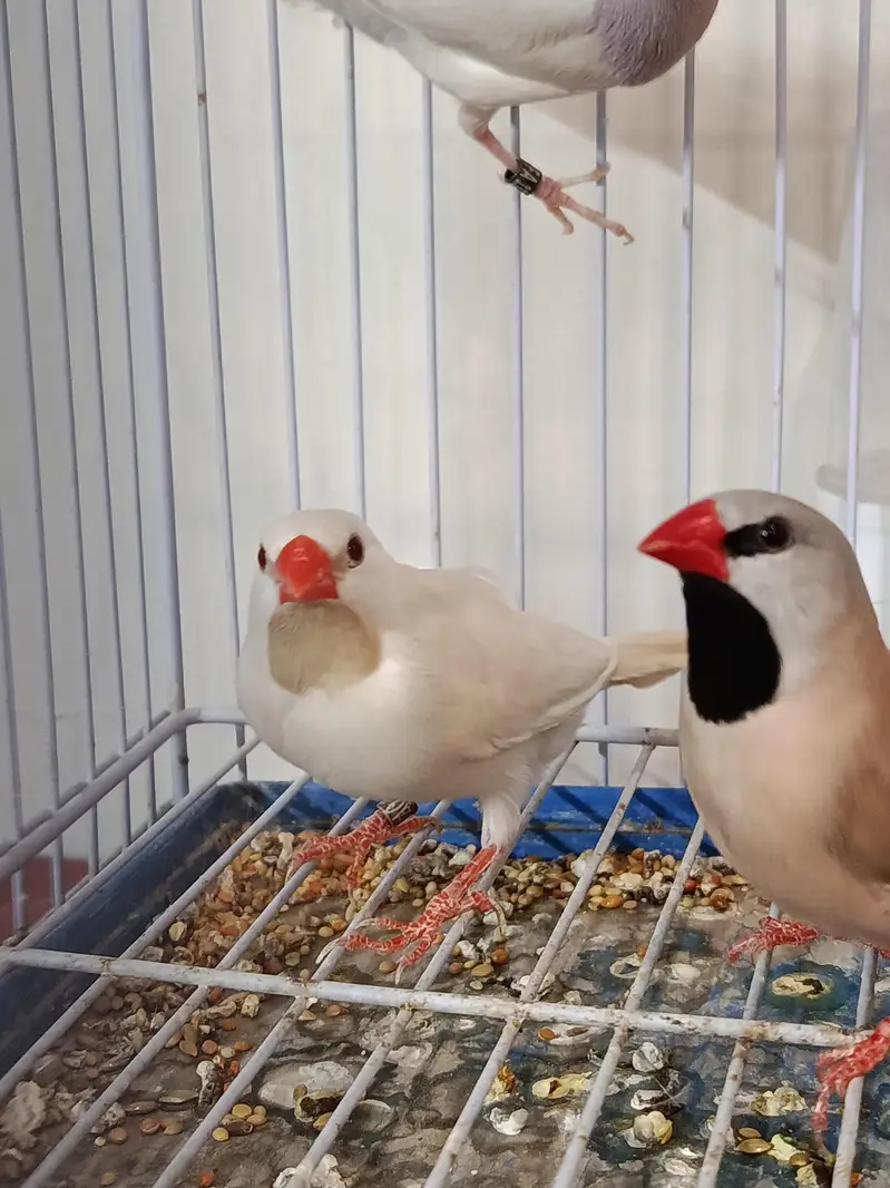 Birds and Cage