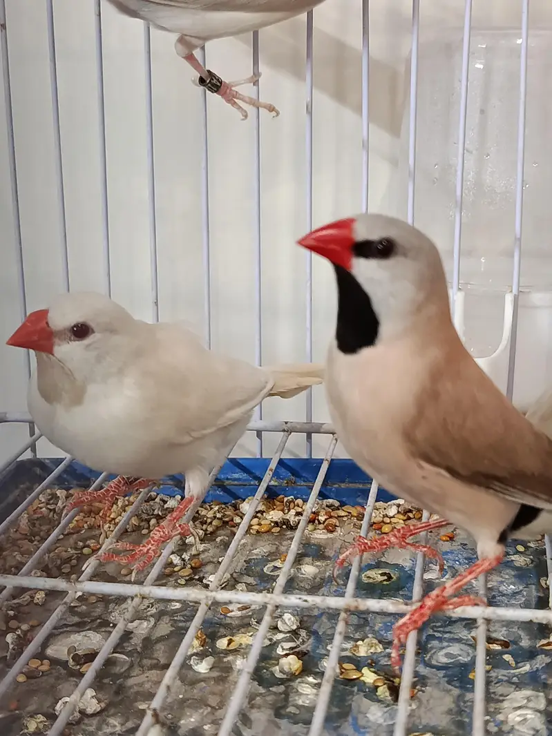 Birds and Cage — photo 2