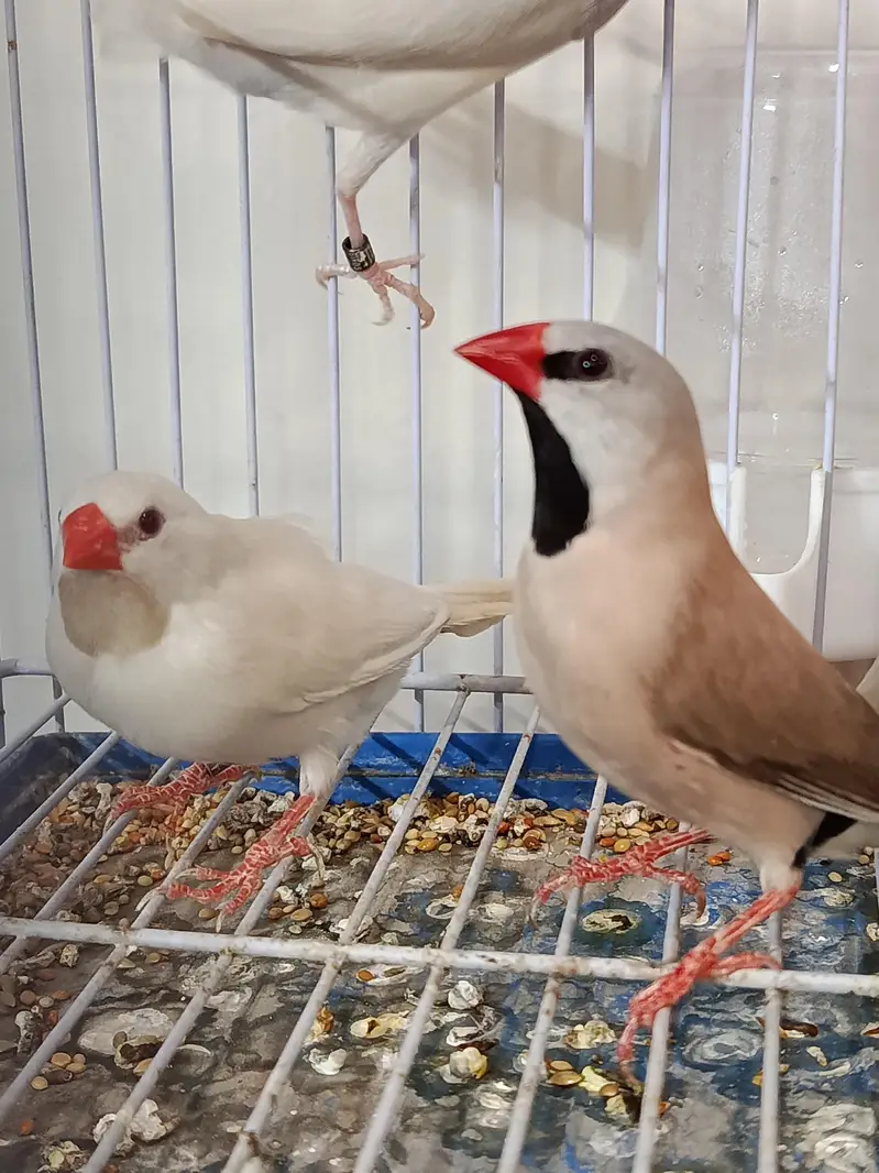 Birds and Cage — photo 3