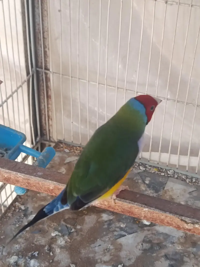 Birds and Cage — photo 4