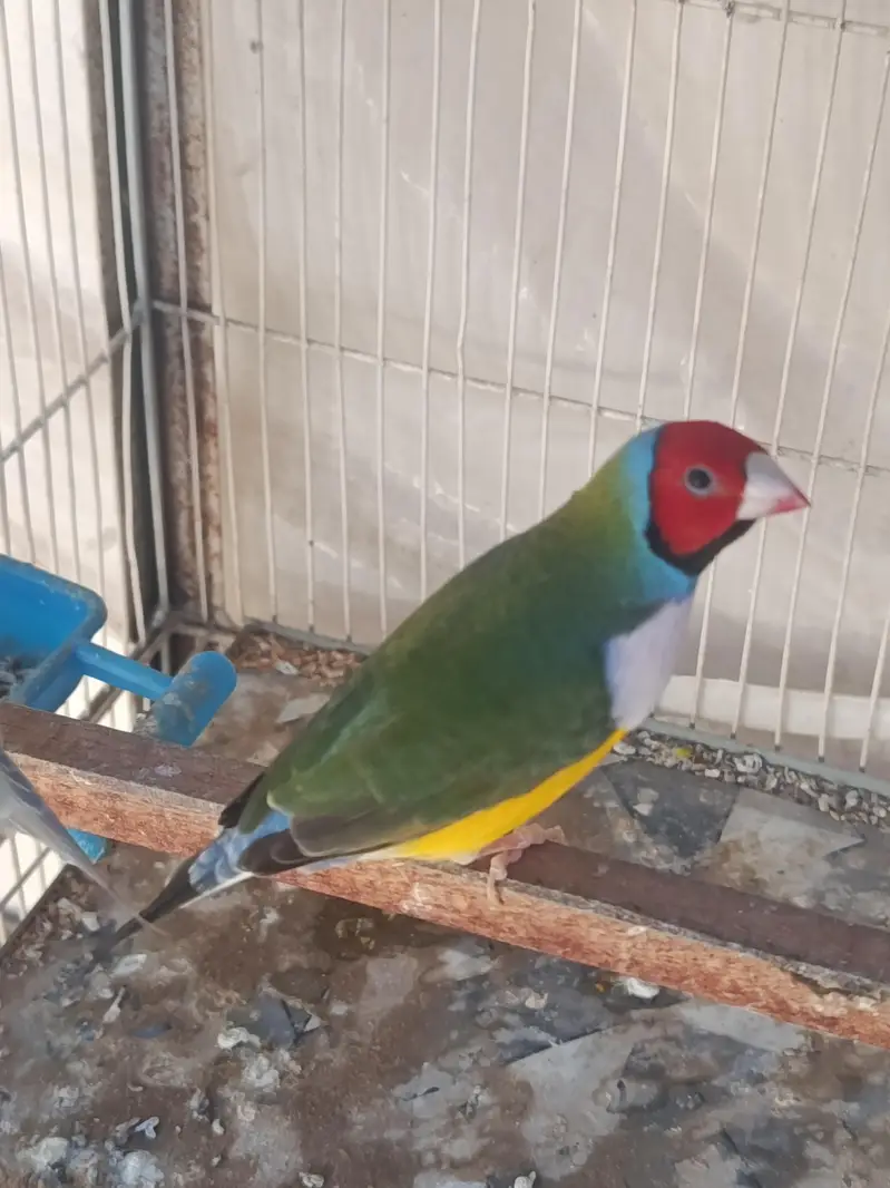 Birds and Cage — photo 5