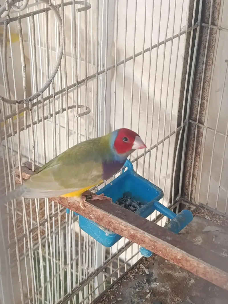 Birds and Cage — photo 6