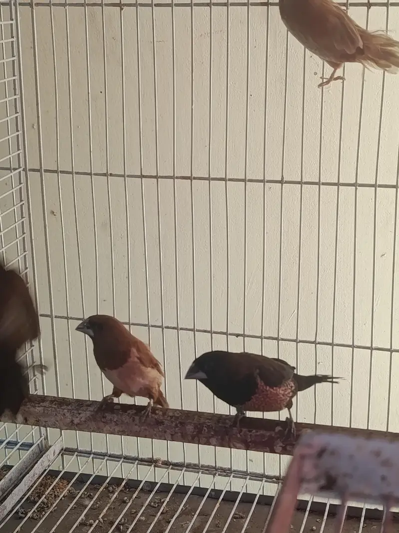 Birds and Cage — photo 7