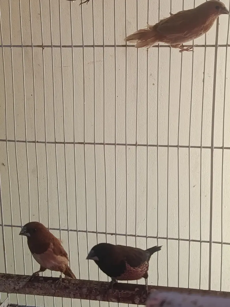Birds and Cage — photo 8