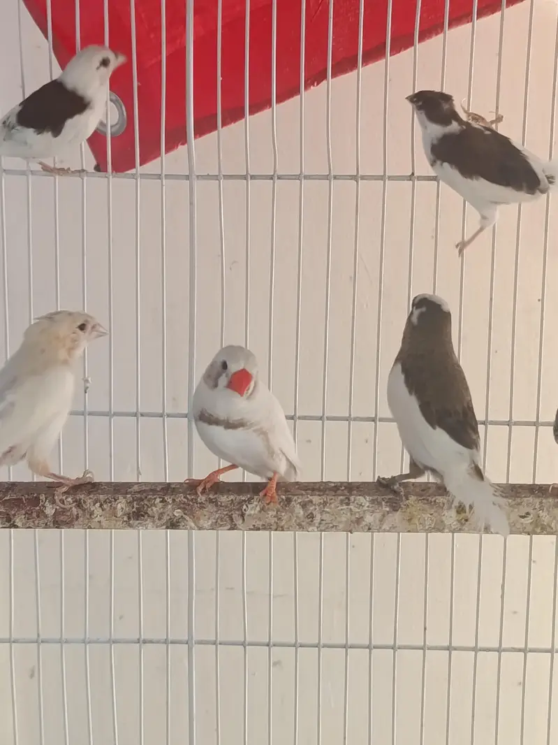 Birds and Cage — photo 9