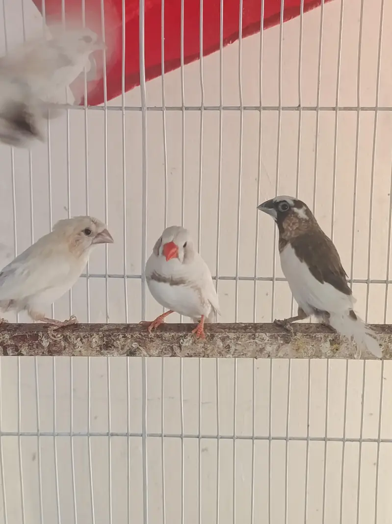 Birds and Cage — photo 10