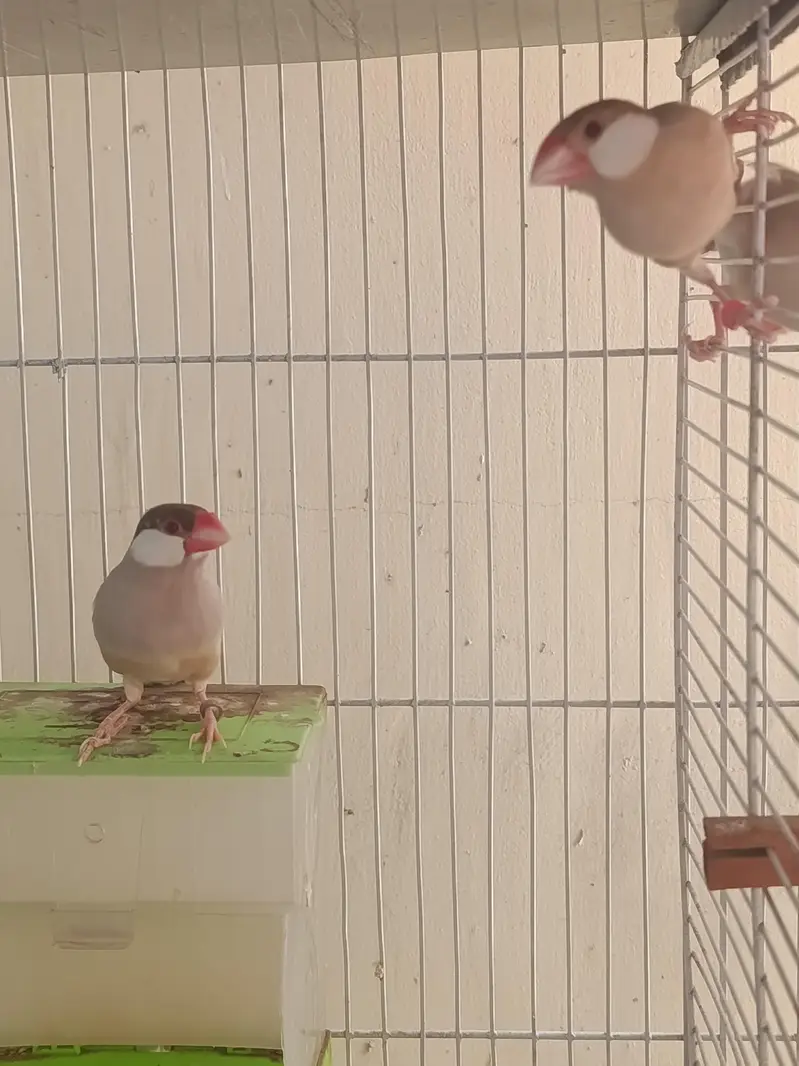Birds and Cage — photo 11