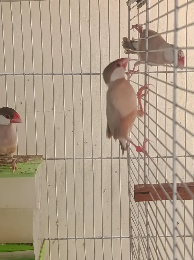 Birds and Cage — photo 12
