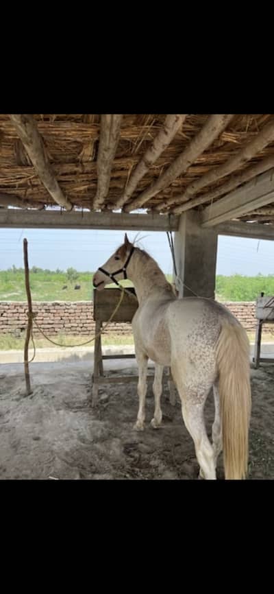 nukra Horse available for sale riding purposes