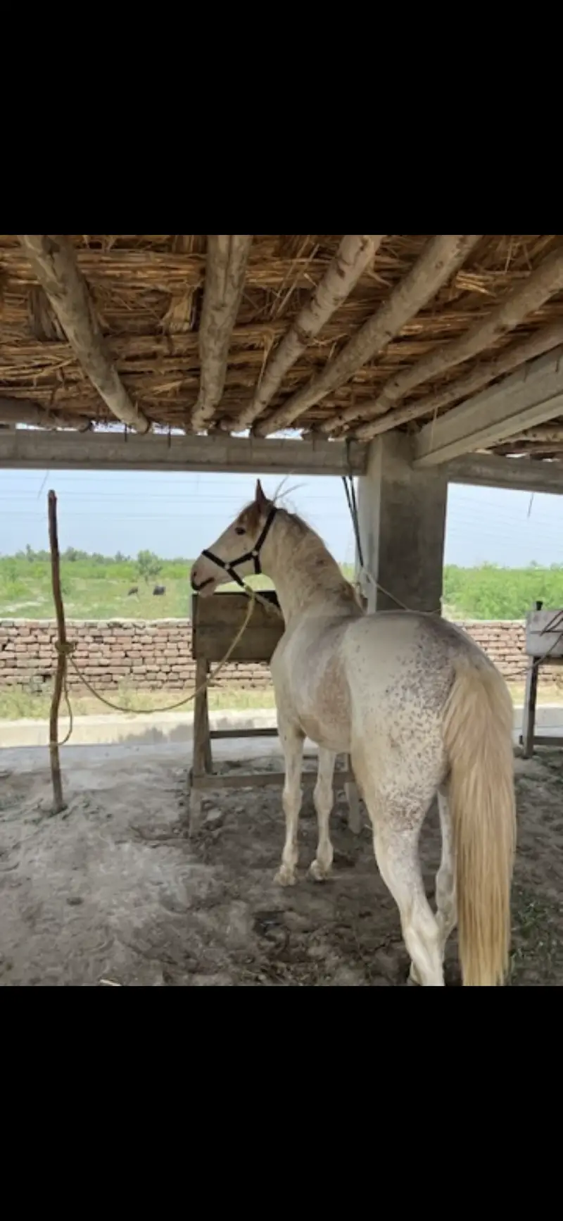 nukra Horse available for sale riding purposes