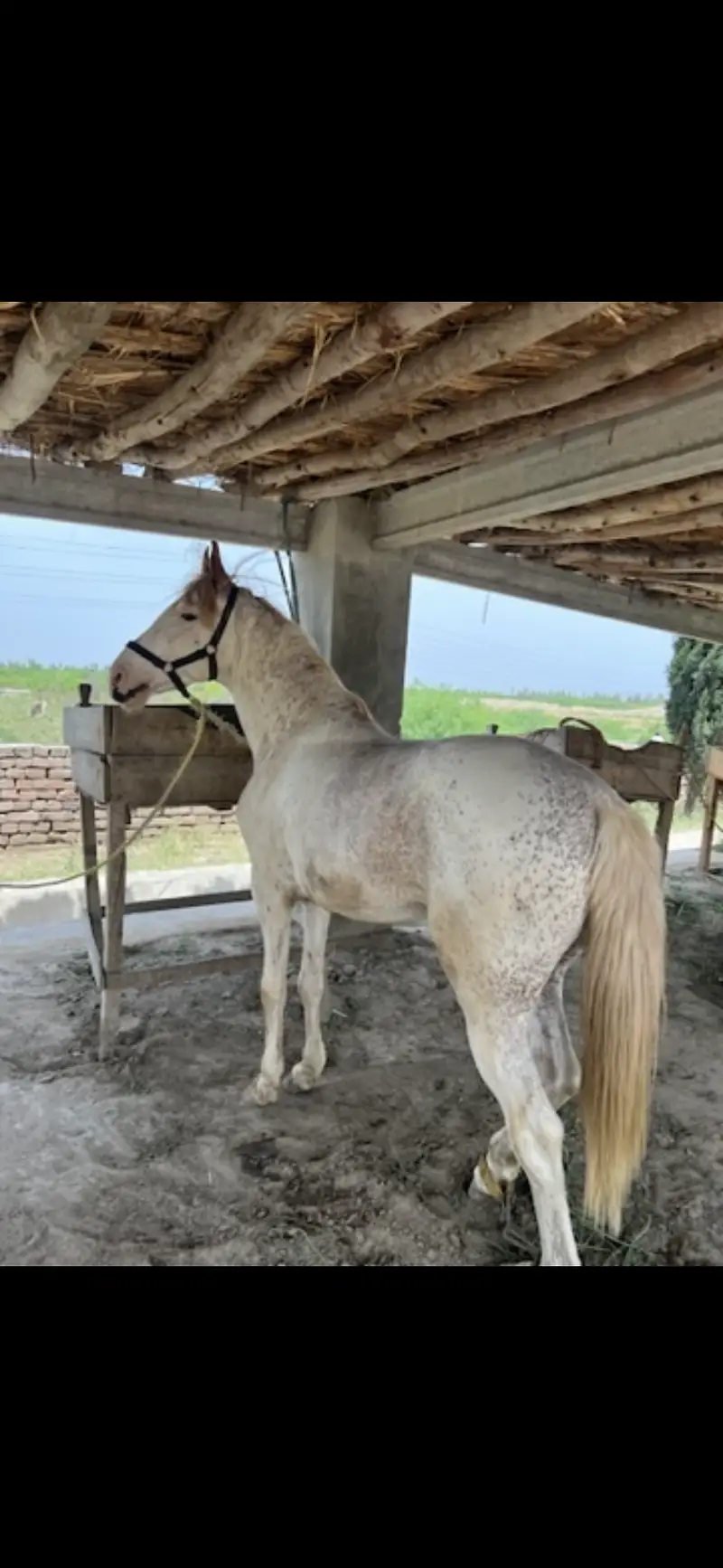 nukra Horse available for sale riding purposes — photo 2