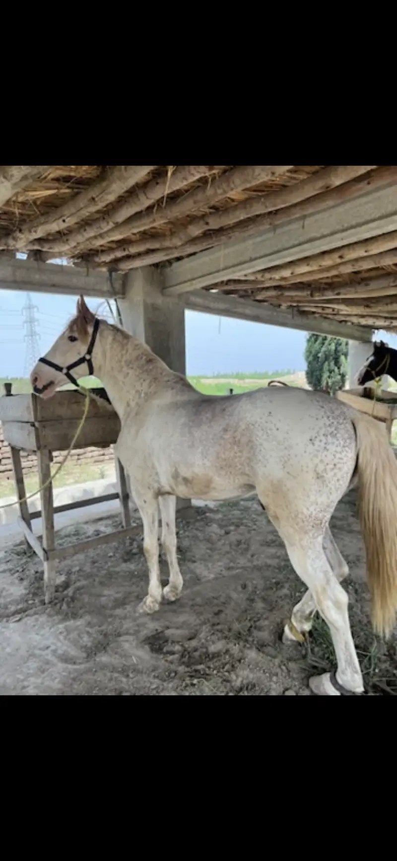 nukra Horse available for sale riding purposes — photo 3