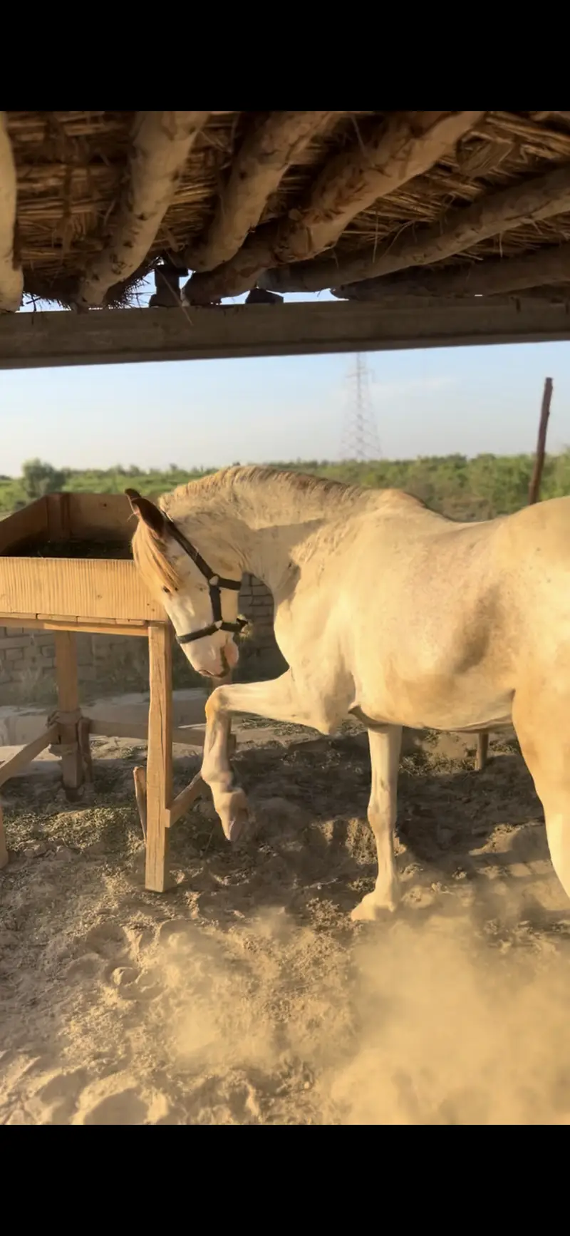 nukra Horse available for sale riding purposes — photo 4