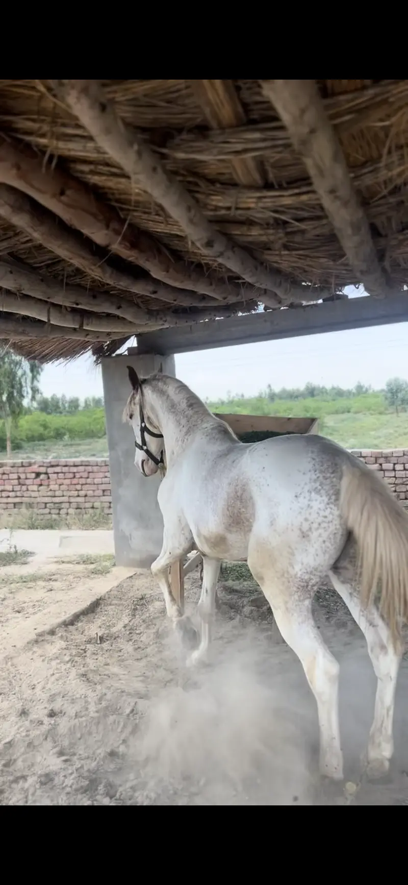 nukra Horse available for sale riding purposes — photo 5