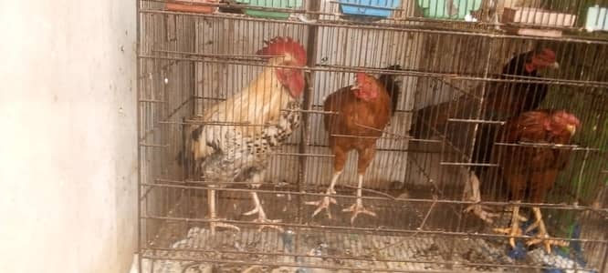 I'm selling mle hen contact number 03422956864