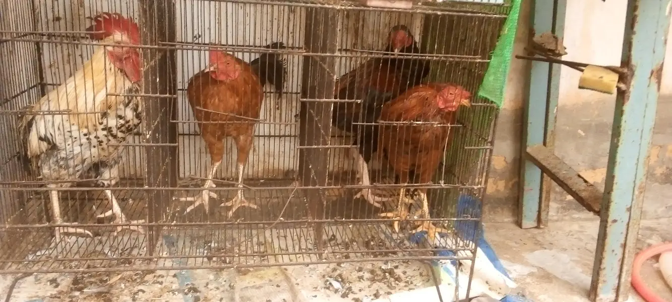 I'm selling mle hen contact number 03422956864 — photo 2