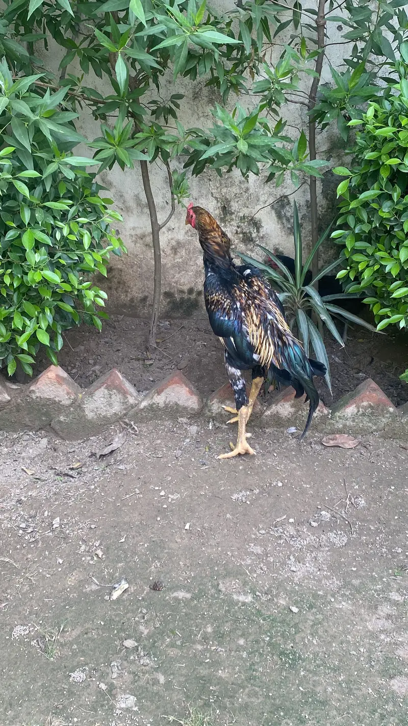 Aseel Desi — photo 2
