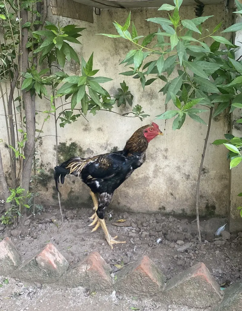 Aseel Desi — photo 5