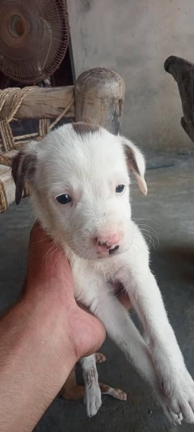 bull terrier kids for sale age 60 days