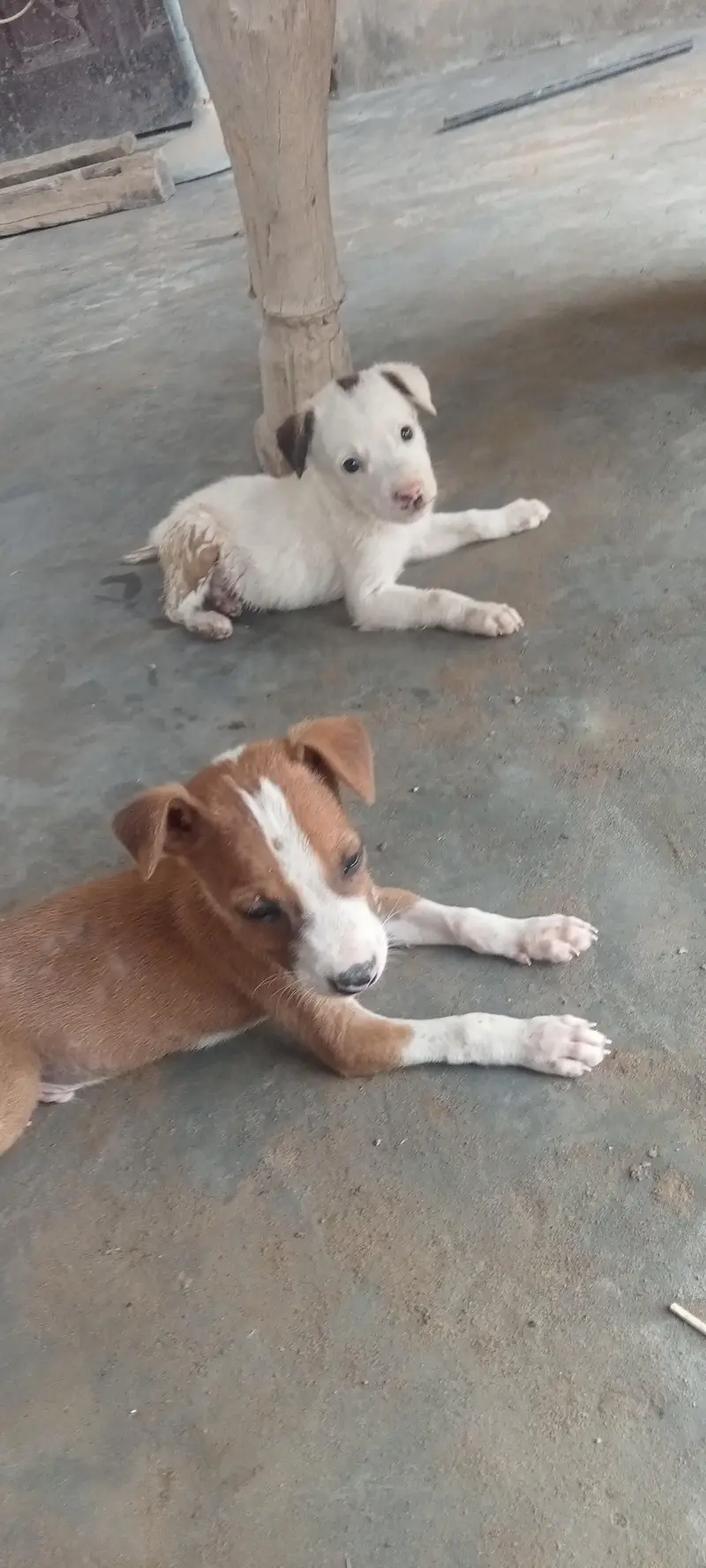 bull terrier kids for sale age 60 days — photo 2