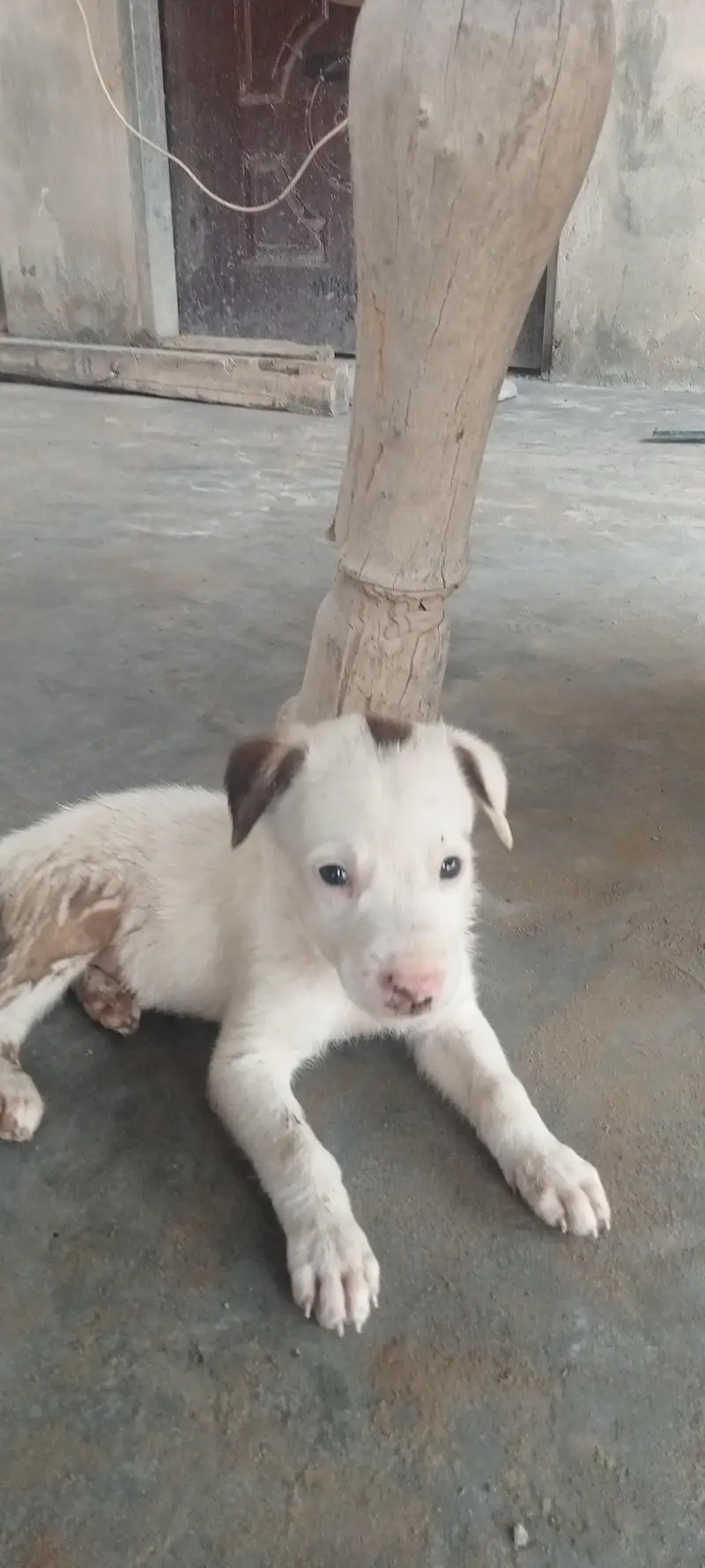 bull terrier kids for sale age 60 days — photo 3