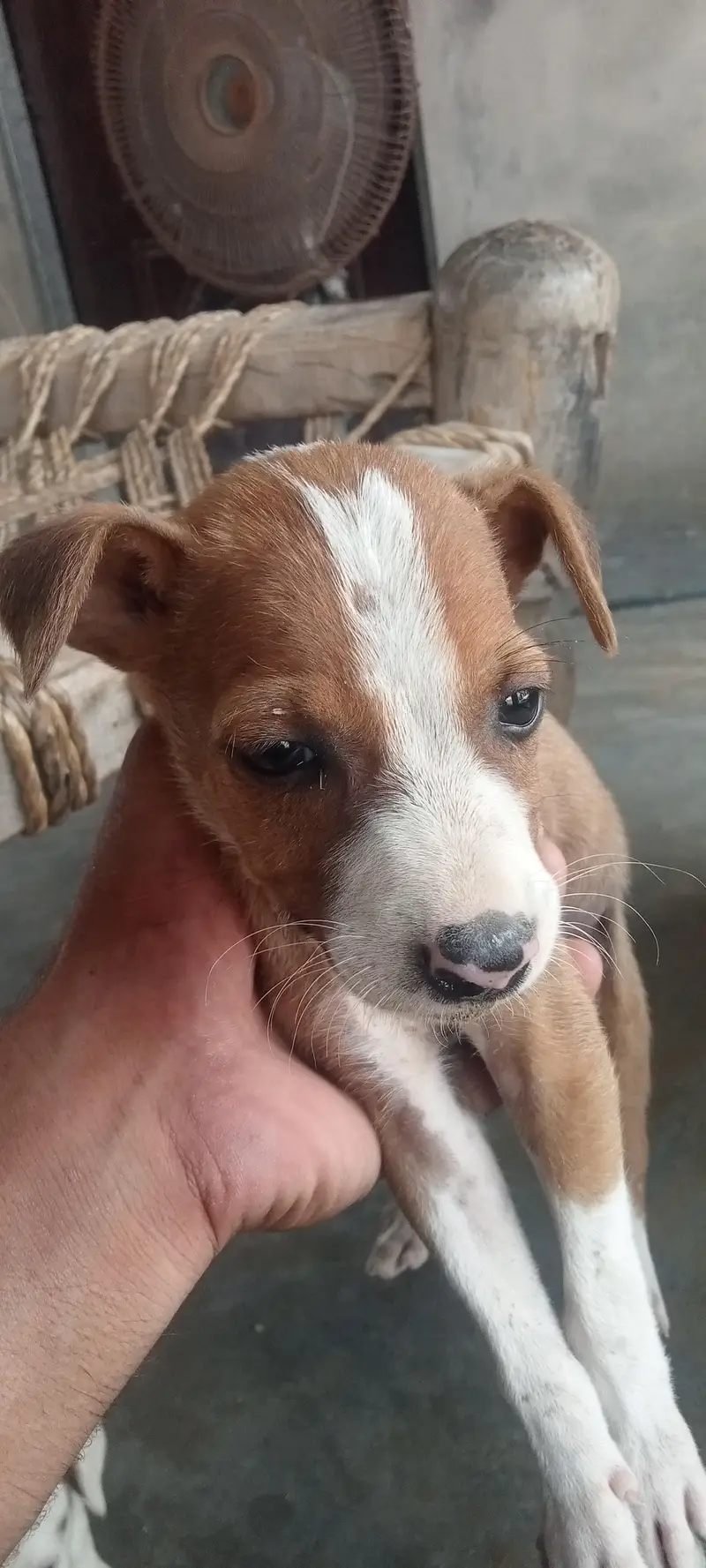 bull terrier kids for sale age 60 days — photo 4