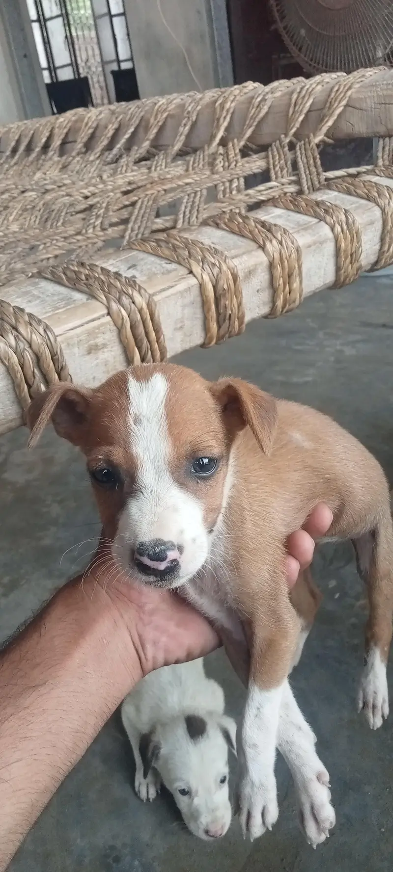 bull terrier kids for sale age 60 days — photo 5