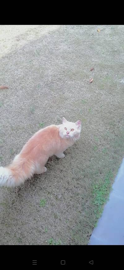 Triple Coated Patient Male Cat For Sale | Ginger White