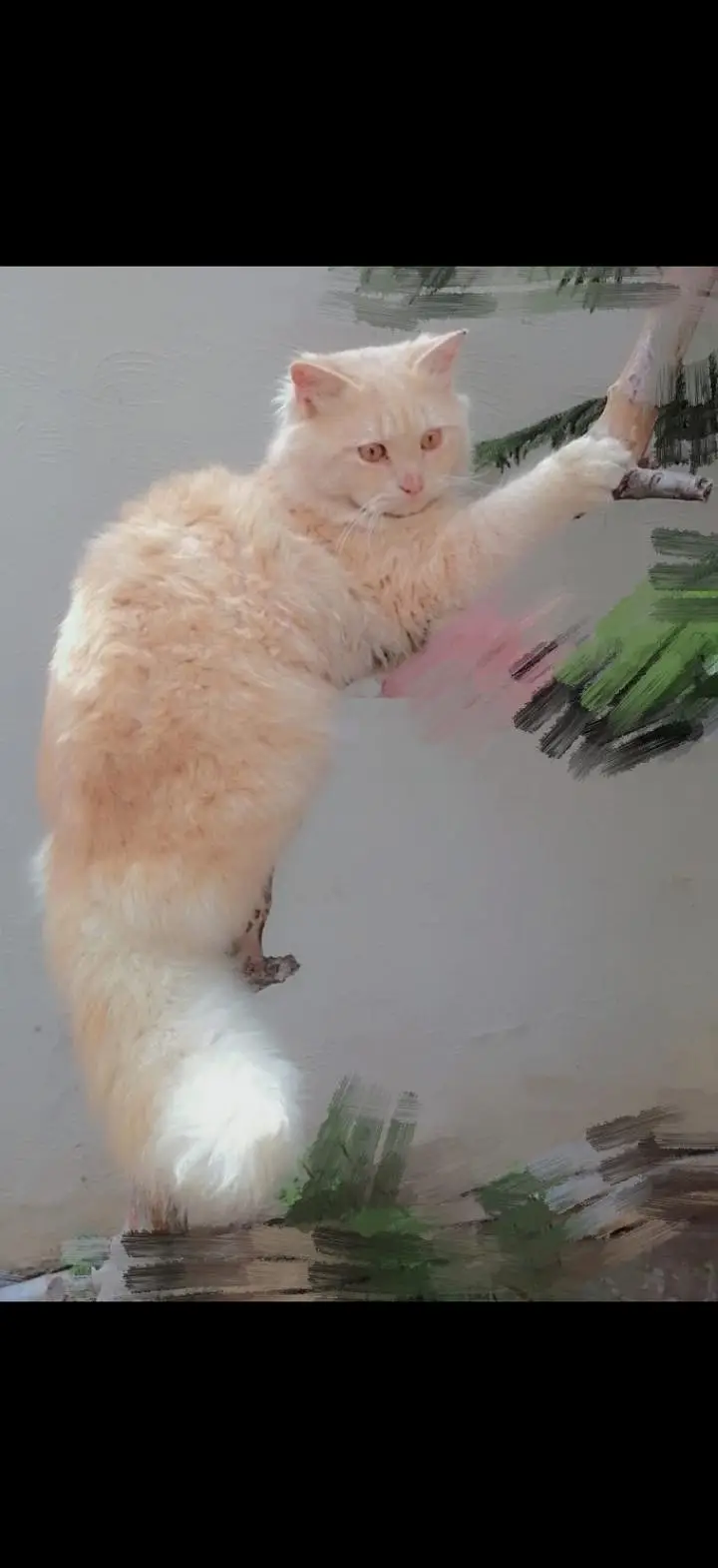 Triple Coated Patient Male Cat For Sale | Ginger White — photo 2