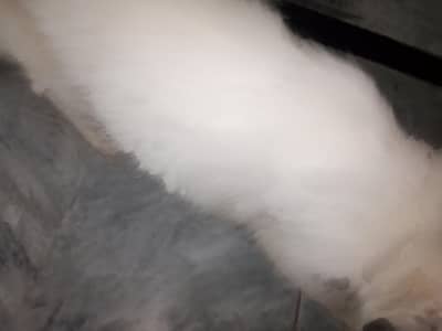 Persian pregnant female for sale