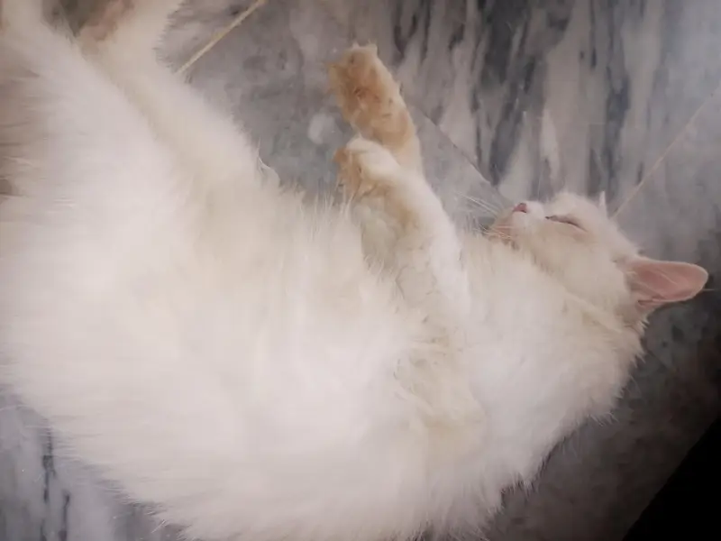 Persian pregnant female for sale — photo 2