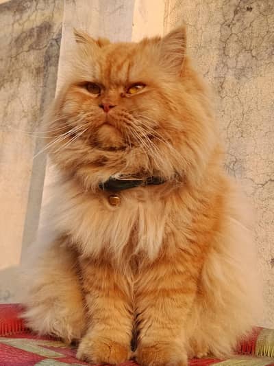 Persian 3rble coat