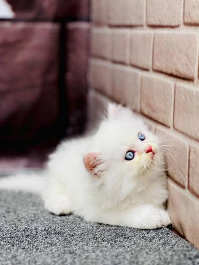 Cash on delivery persian cats & Kittens Available- Healthy & Playfull