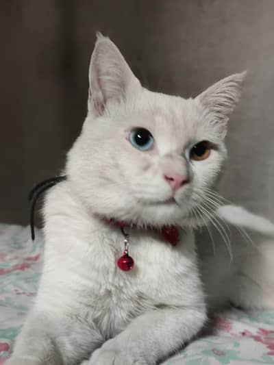Khao Manee cat blue and yellow eyes