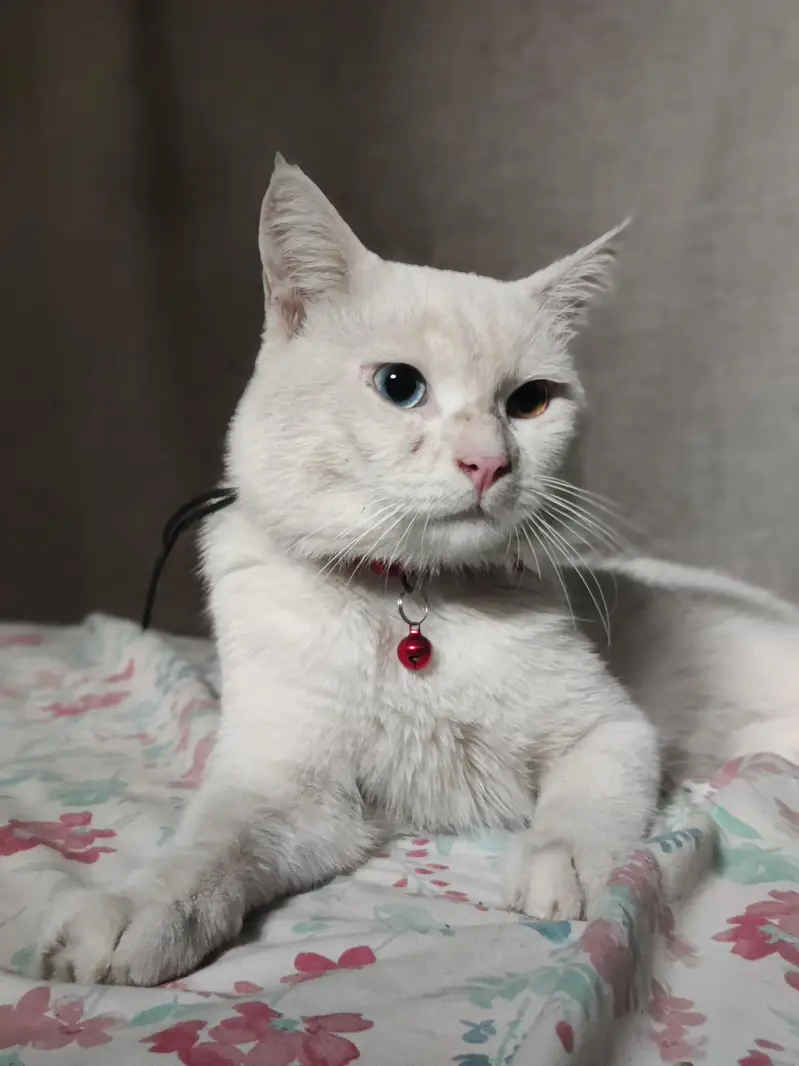 Khao Manee cat blue and yellow eyes — photo 2