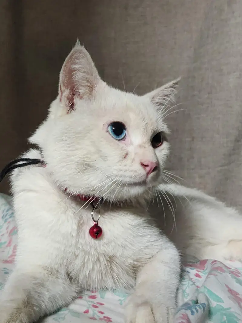 Khao Manee cat blue and yellow eyes — photo 3