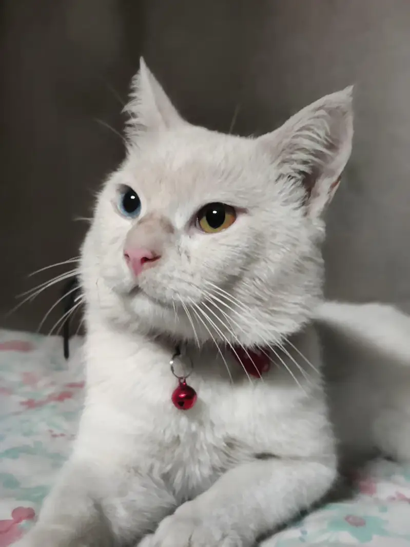 Khao Manee cat blue and yellow eyes — photo 4