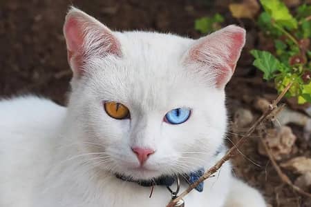 Khao Manee cat yellow blue eyes Blue and yellow eyes cat