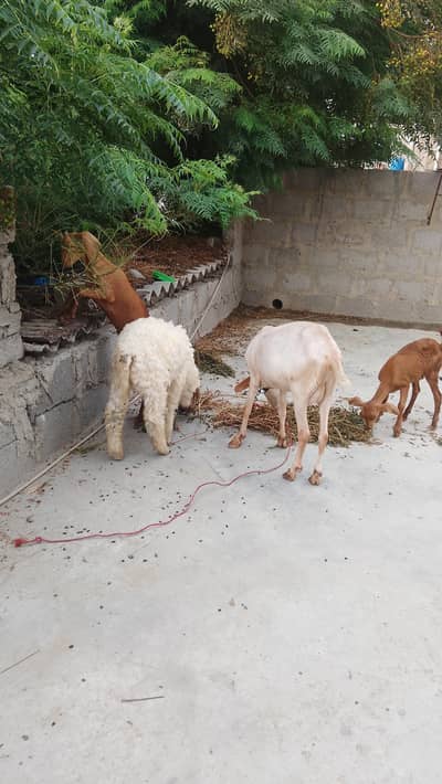 goat golden tapri