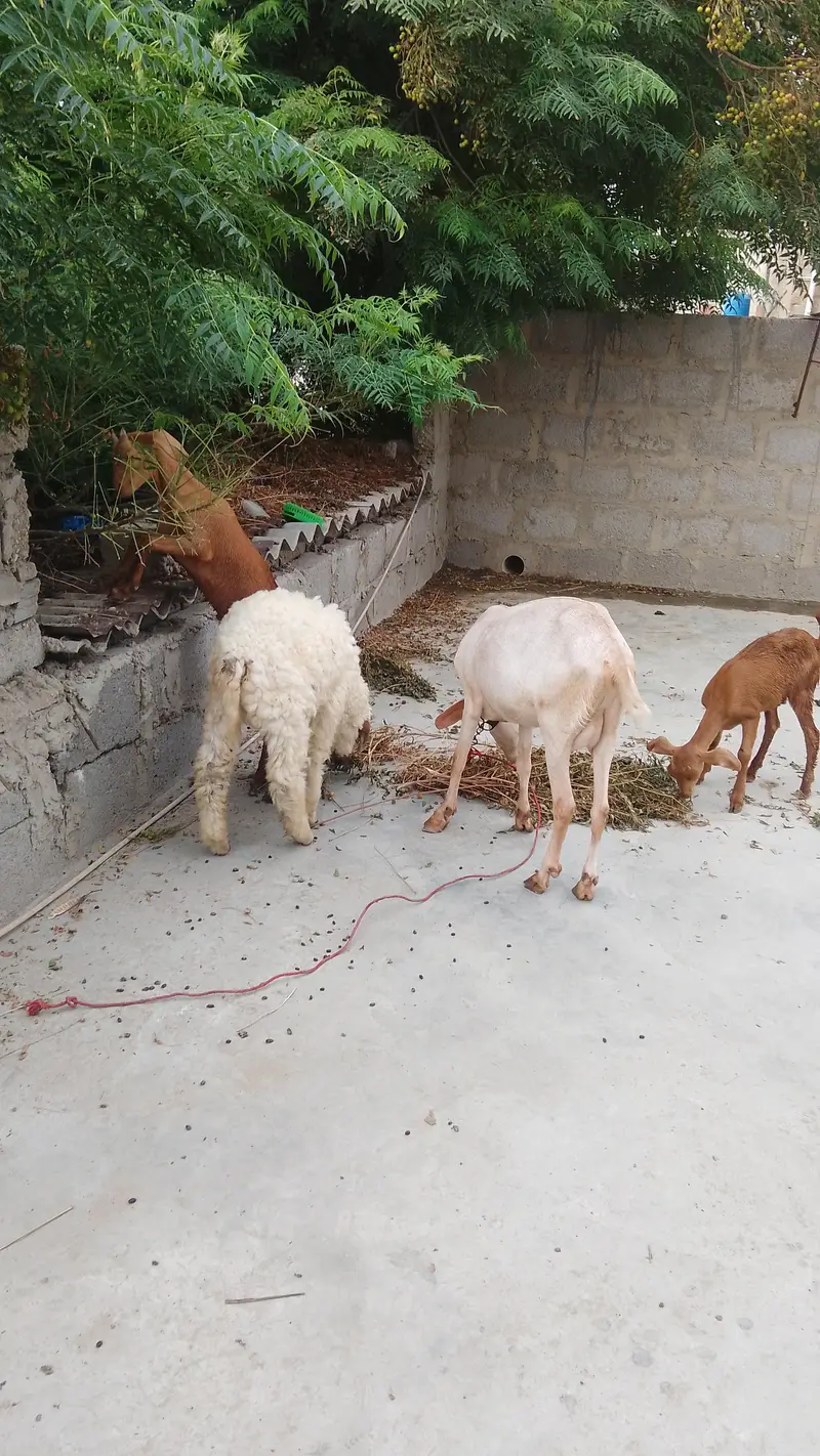 goat golden tapri