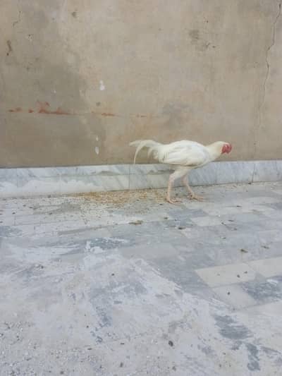 pure white phata exchange golden misry hens