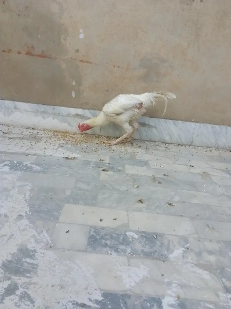 pure white phata exchange golden misry hens — photo 2