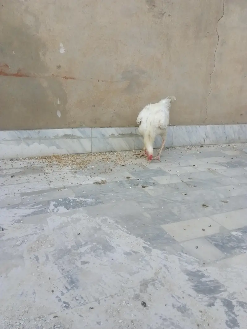 pure white phata exchange golden misry hens — photo 3